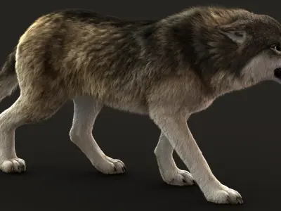  Wolf 3 RIG FUR 