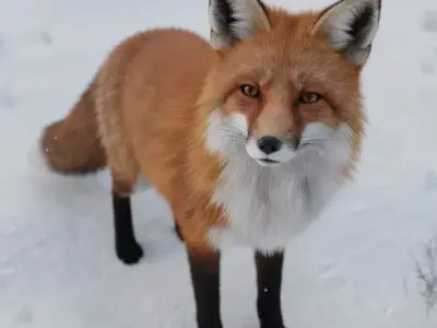 A Red Fox 3D model