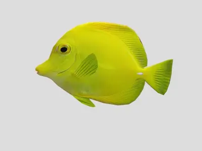 Yellow Tang 2 Realistic Animated Low-poly 3D model