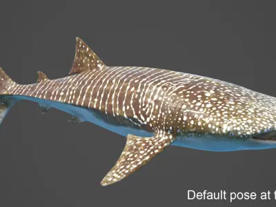  Whale Shark Rigged 