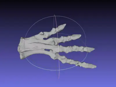 Psittacosaurus Left Foot Free 3D print model