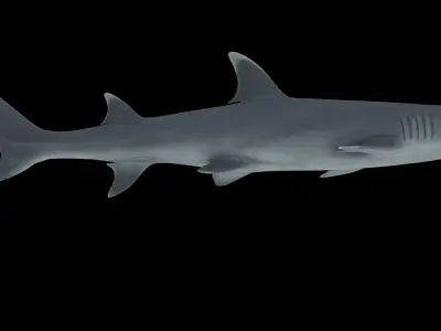 Reef Shark Low-poly 3D model