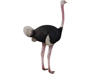 Ostrich 3D model purchase
