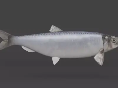 Fish Herring 3D model purchase