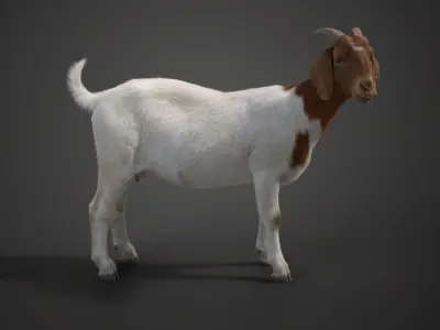 Boer Goat with 1 Animation 3D model