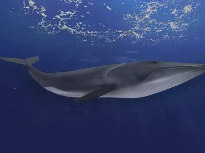  Fin Whale Animated Low-poly 3D model