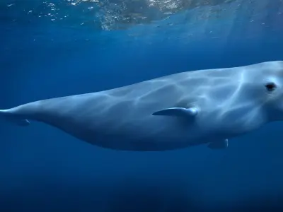 beluga dolphin lowpoly nature wildlife underwater arctic 3D model