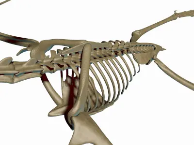 Dino Pteronodon Skeleton 3D model 3D model