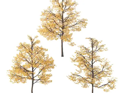Mountain Ash Tree 01 3D model
