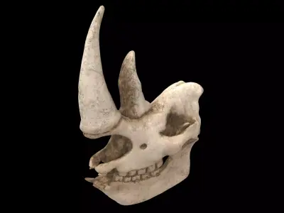 rhino skull 3D model