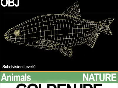 Golden Ide 3D model
