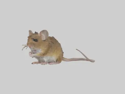 Field mouse Low-poly 3D model