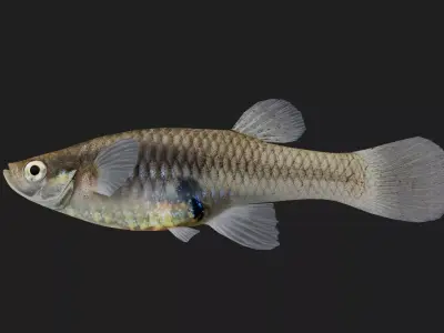 Killifish Low-poly 3D model