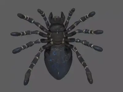 Spider 3D model 12
