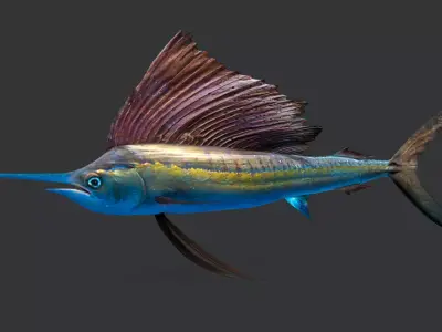 Realistic Sailfish Animated 3D model