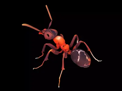 Black ant 3D model purchase