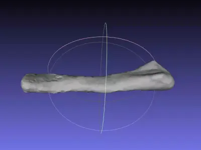 Psittacosaurus Right Ulna Free 3D print model