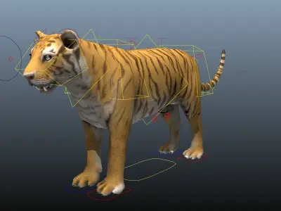 Tiger Low-poly 3D model get
