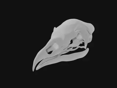 Turkey skull 3D model