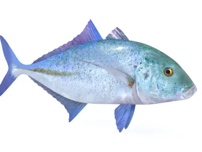 Trevally Fish 3D model buy