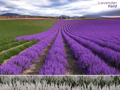 Lavender Field (+GrowFX) 