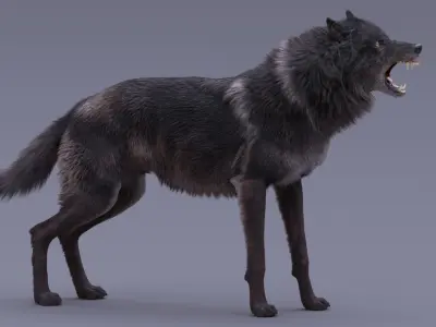 Black Wolf Rigged 3D model