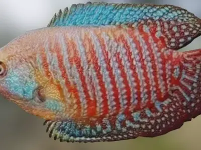 Gourami Fish 3D model