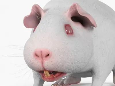  Albino Guinea Pig Red Eyes and Short Hair White 