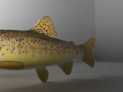Fish Series 01 Low-poly 3D model