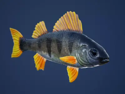 Yellow Perch Fish with Swimming Animation Low-poly 3D model
