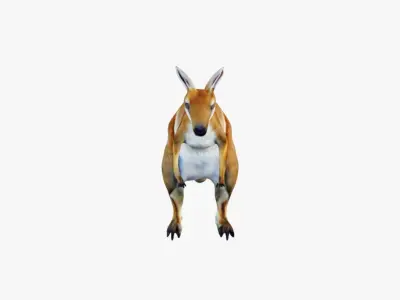 Kangaroo Free 3D model