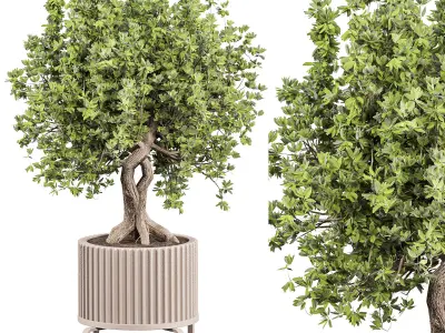 indoor plant set 010 3D model