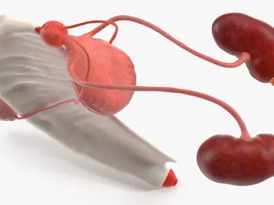 Dog Male Urogenital Organs with Kidneys and Testes 3D model