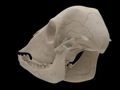 Lamb Skull Low-poly 3D model