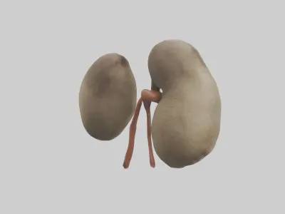 Sloth Kidneys 3D model