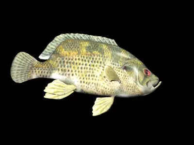Rock Bass fish Low-poly 3D model