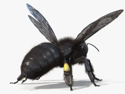  Black Bee Fur 
