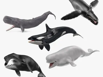 Whales Collection 3 3D model