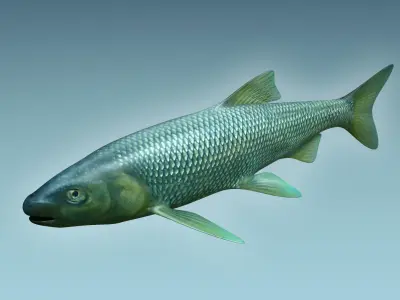 Troutfish shark flying in sky 3D model