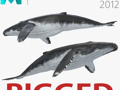 Humpback Whale Rigged for Maya 3D model