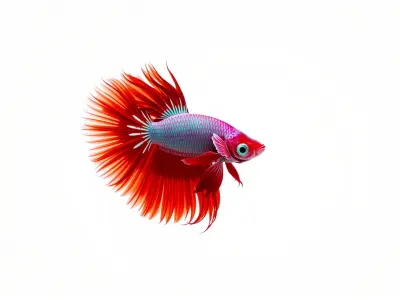 CoralGlow Betta Neon Fish model pack Low-poly 3D model