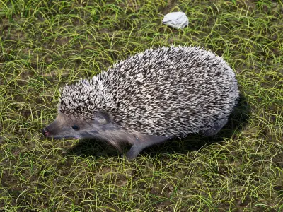 Black Hedgehog Fur Rigged 3D model