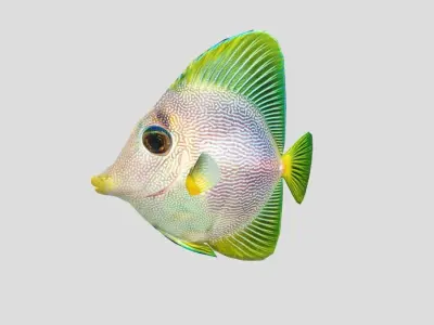 Purple Yellow Tang Realistic Animated Low-poly 3D model