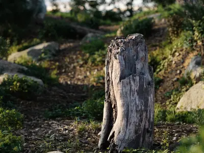  Medium Cut Decaying Bare Stump Model 