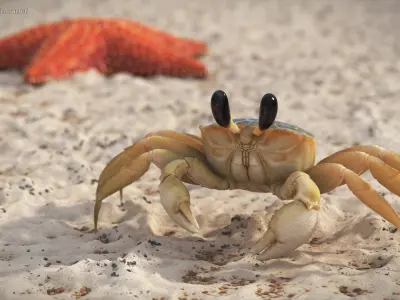  Eyestalk Crab Arthropod 