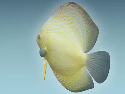Discus Fish 9 3D model