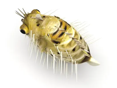 Blowfish 3D model purchase