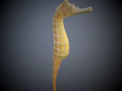 Seahorse 3D model get