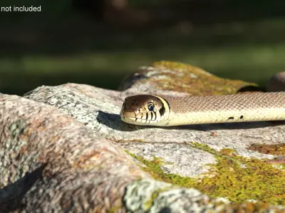 Water Snake Crawling 3D model