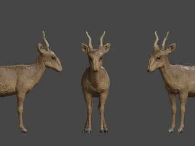 Central Asian wild animal Saiga antelope 3D model
